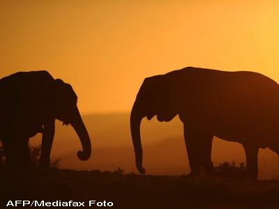 India: 7 elefanti au fost omorati de tren incercand sa-si ocroteasca puii