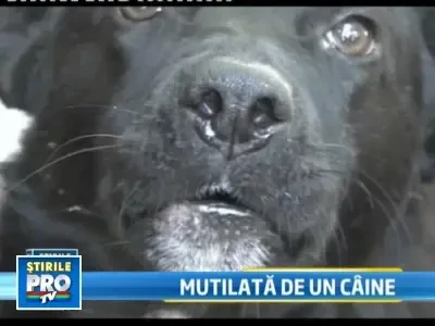 Fetita de 2 ani, mutilata de cainele unui vecin