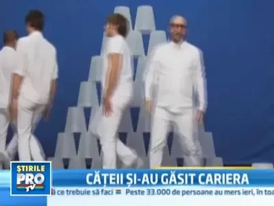 12 catei, vedetele celui mai nou videoclip al trupei OK Go