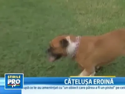 Curaj canin! S-a lasat muscata de un sarpe pentru a salva mezinul familiei