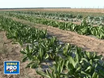 Banala salata, leguma anului: a umplut de bani 8.000 de cultivatori romani