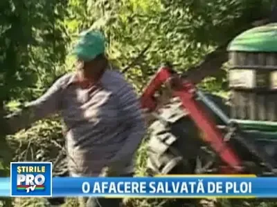 Ploile din acest an, o adevarata binecuvantare pentru cultivatorii de hamei