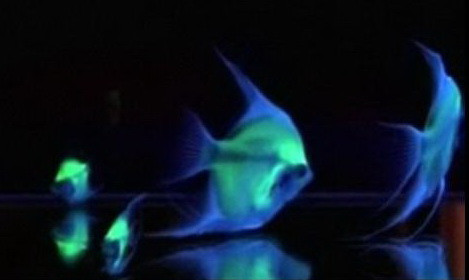 Licuricii din acvariu. Specie de pesti fluorescenti, creata in laborator