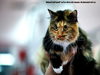 Incredibil! Inarmat cu o pusca, a plecat la vanatoare de pisici!