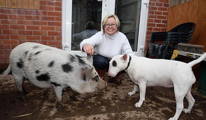 A vrut un purcelus de 30 de cm, dar s-a ales cu ditamai GROHAITORUL
