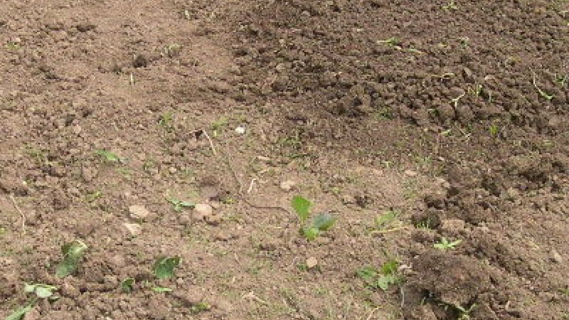 Malaezia: 20 de copii ingropati de vii, intr-o aluncare de teren