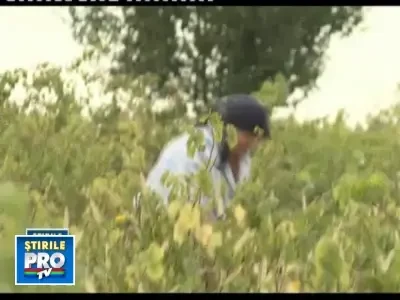 Fantomele trecutului. Taranii se tem de asociatii, iar strainii iau terenul