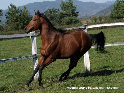 Sapte raniti dupa ce un cal de curse s-a napustit spre tribune