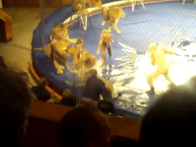 Lei scapati de sub control! Si-au muscat de ambele maini dresorul VIDEO