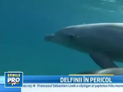 Populatia de delfini pusa in pericol de