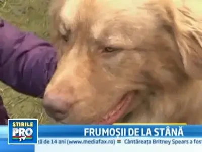 "Ravasitul oilor" de la Bran, prilej de concurs de frumusete...canina