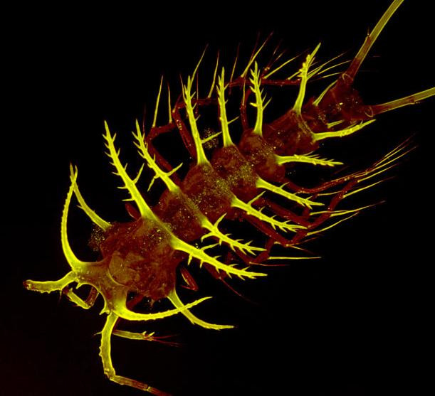 Misterele Pamantului: vietati ciudate descoperite in Oceanul Planetar. Foto