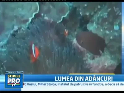 Organisme noi gasite in apele oceanelor. Ar exista peste 1 milion de specii