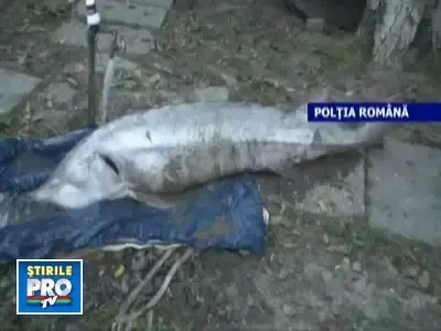 Morun salvat din mainile unui braconier