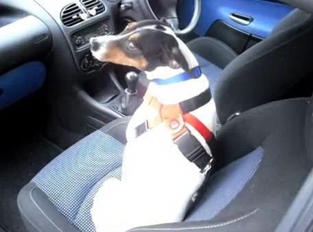 Irlandezii risca amenzi daca isi plimba cateii cu masina, fara centura