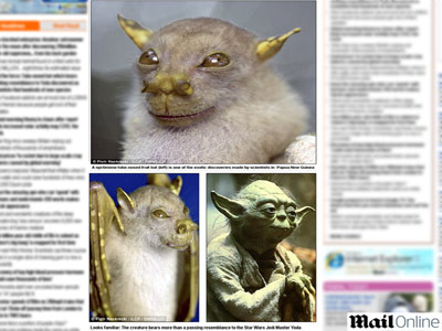 Liliacul Yoda traieste in Noua Guinee. FOTO