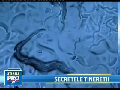 Doar genetica ne poate oferi leacul contra batranetii