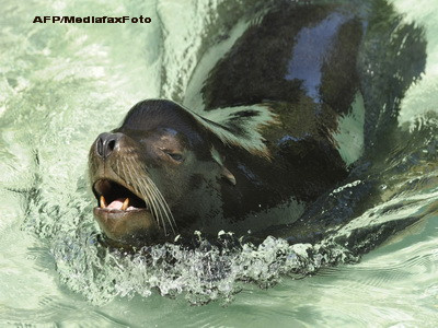 Veterinarii americani au operat un pacient neobisnuit: un leu de mare