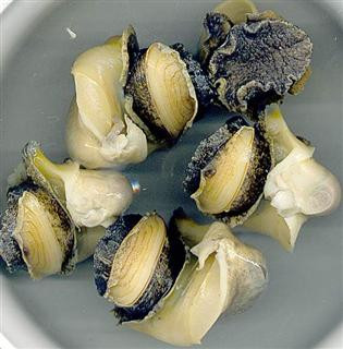 Un melc si o scoica pun in pericol peisajul Marii Negre. Afla cum!