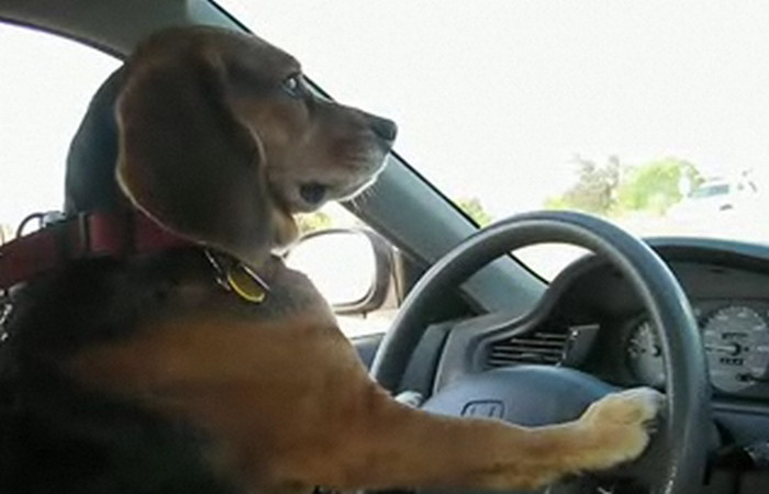 Si-a pus cainele sa conduca masina, pe o sosea aglomerata! SUPER VIDEO