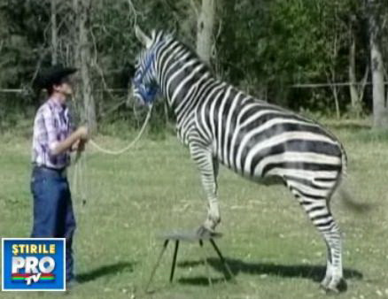 Kenya, zebra care da "noroc" si face plecaciuni! VIDEO