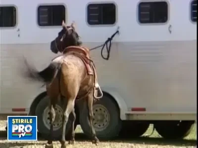 Kenya, zebra care da noroc si face plecaciuni! VIDEO