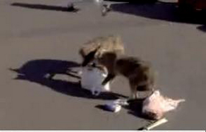 LUPII lovesc din nou!Dupa politistul de la circulatie, ataca soferi. VIDEO