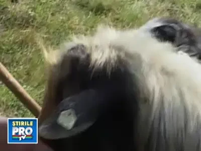 Caprele romanesti au cucerit Europa!Exportam mai multa carne decat importam