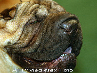 Cainii cu stapan ar putea fi microcipati pana la 1 martie 2014, potrivit unui proiect ANSVSA