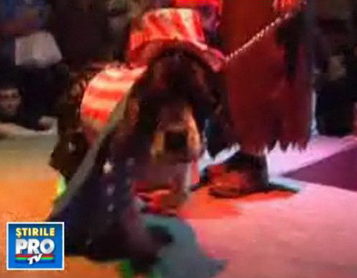 Irezistibili! Zeci de catei au facut spectacol ca sa-si gaseasca stapan