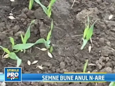 Semne bune anul n-are! In 2011, painea se va scumpi sigur