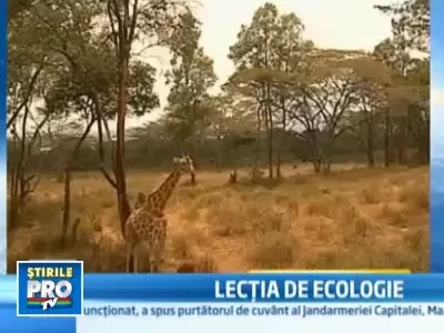 Vrei sa-ti manance girafele din palma? Mergi in Kenya!