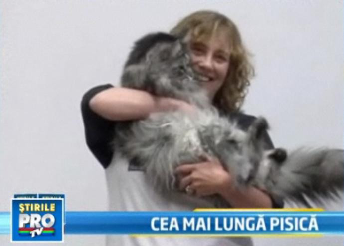 Stewie Uriasul are 1,23 metri si este cel mai lung motan din lume