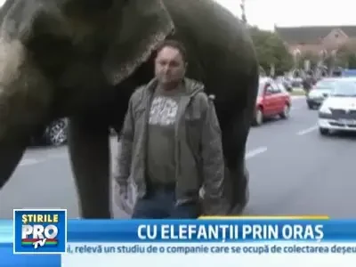 Stop! Trec elefantii! Gigantii au strabatut orasul Satu Mare