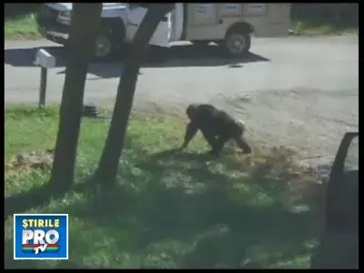 Un cimpanzeu de 90 de kilograme a devenit spaima unui cartier din Kansas