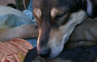 Un catel, vedeta unui adapost de animale din SUA, dupa ce a ramas fara picioarele din spate