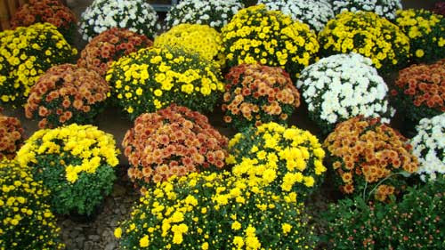 Zeci de culori si tot atatea parfumuri. Expozitie de crizanteme la Galati