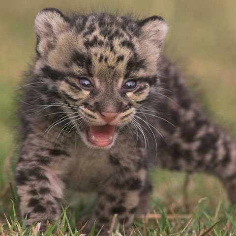 Henry si Ateri, doi pui de leopard de zapada, ce atrag turistii la zoo