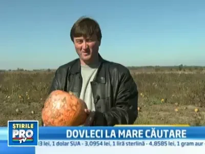 Romanii, gata de Halloween: productie record de dovleac american