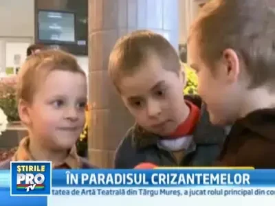 Zeci de culori si tot atatea parfumuri. Expozitie de crizanteme la Galati