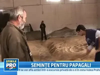 Idee de afacere: profit de peste 8000 de euro din cereale pentru canari