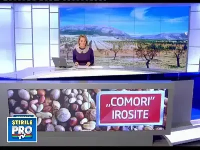 Am putea fi campionii Europei! Dar migdalele si nucile noastre putrezesc