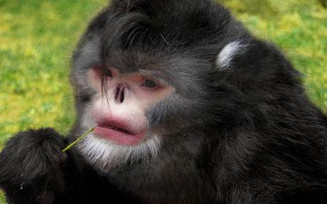 Hapciu! Noua specie de maimute fara nas, care stranuta cand ploua