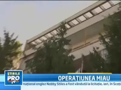 Pompierii, buni la toate! Pisica Fifi salvata din varful unui brad