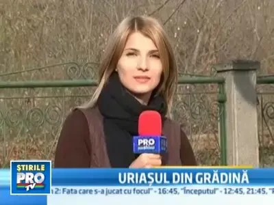 Pregatit pentru Halloween! I-a crescut in gradina un dovleac de 52 de Kg