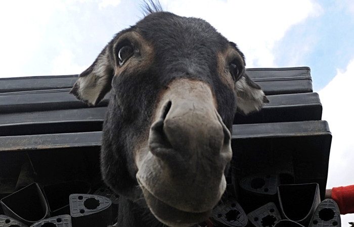 Copiii care au trecut prin traume profunde, ajutati de cateva animale sa treaca peste traume