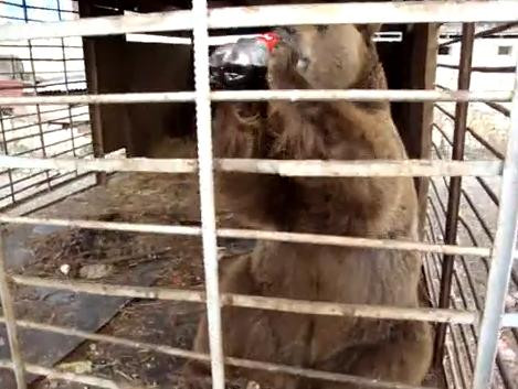 Socant! Un urs a murit dupa ce a fost tinut in excremente si pus sa bea suc