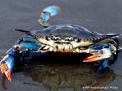 Adevarul despre crabul gigant din Marea Britanie. Dezvaluirea facuta de un biolog marin