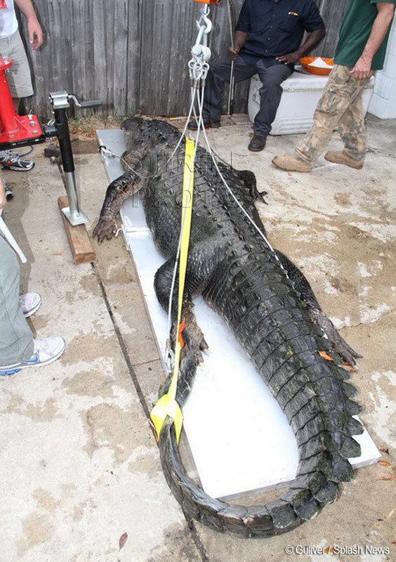 A dormit cu un crocodil de 136 de kilograme sub pat. "Am stat la doar cativa centimetri de el"