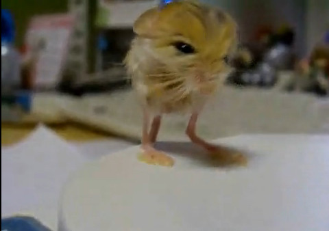 Ar putea starni invidie in showbizz! Un soricel de 3 grame,star pe Internet